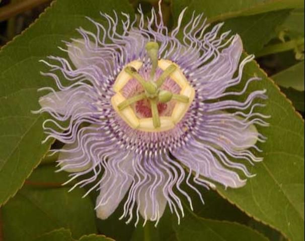 Figure 5. Purple passionflower, Passiflora incarnata L. (Passifloraceae), a host of the zebra longwing butterfly, Heliconius charithonia (Linneaus).
