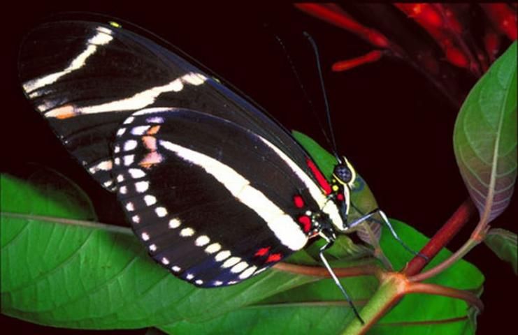Figure 2. Adult zebra longwing butterfly, Heliconius charithonia (Linnaeus), with ventral view of the wings.