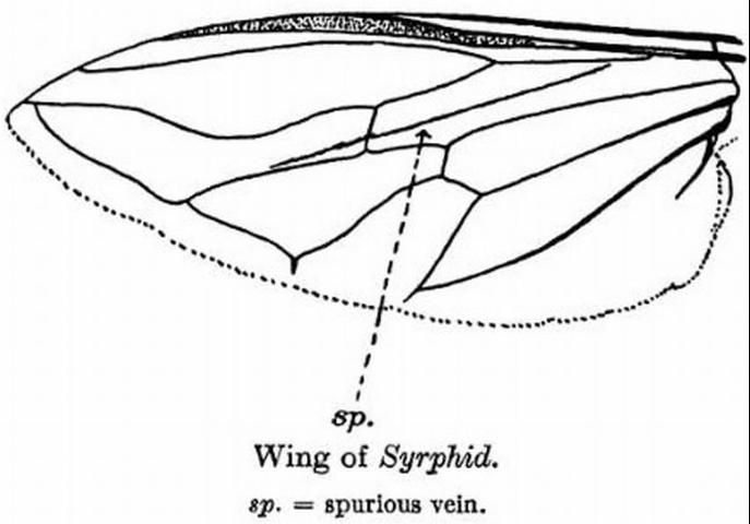 Figure 11. Spurious vein that is indicative of all Syrphidae flies.