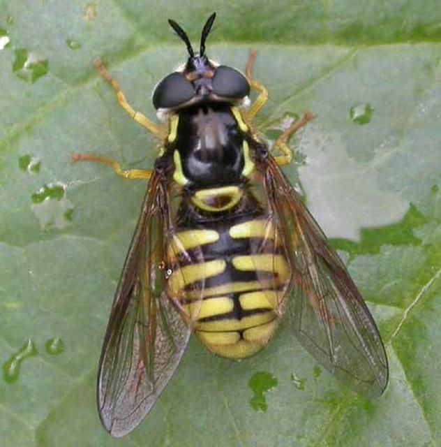 Figure 1. Adult female hover fly, Chrysotoxum cautum (Harris), showing resemblence of some hover fly species to yellowjackets.