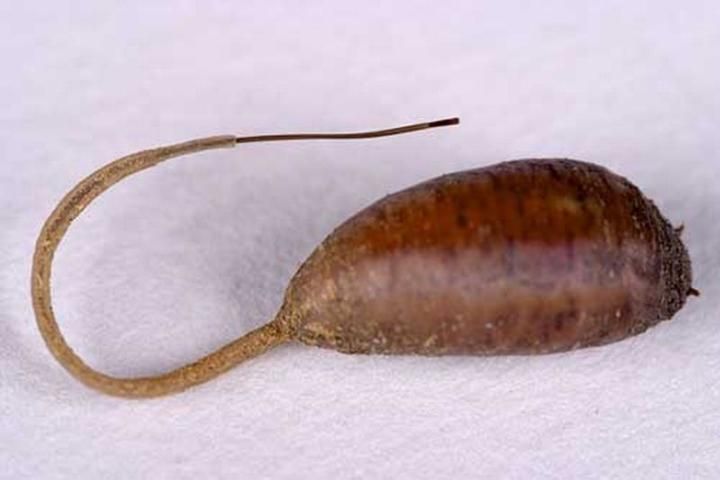 Figure 8. Rat-tailed maggot pupa, Eristalis tenax (Linnaeus).