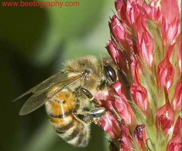 Figure 4. Adult honey bee, Apis mellifera (Linnaeus).