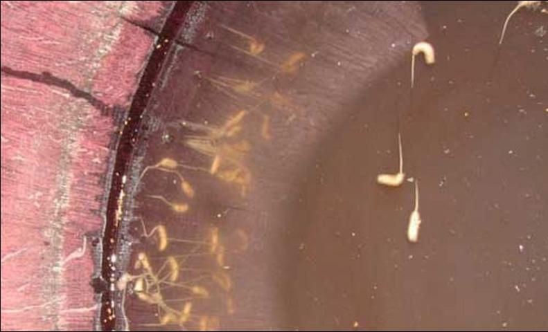 Figure 6. Larvae of the rat-tailed maggot, Eristalis tenax (Linnaeus), in dirty, polluted water within a tire.