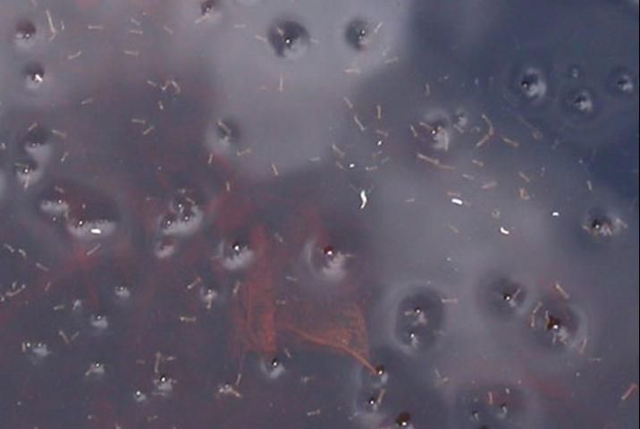 Figure 12. Larvae of the drone fly, Eristalis tenax (Linnaeus), sharing their habitat with mosquito larvae. The drone fly larvae are represented by the dimples where their siphons are attached to the surface of the water.