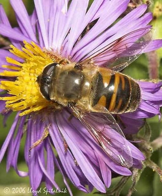 Figure 10. Adult female drone fly, Eristalis tenax (Linnaeus).