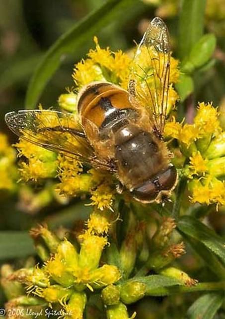 Figure 9. Adult male drone fly, Eristalis tenax (Linnaeus).