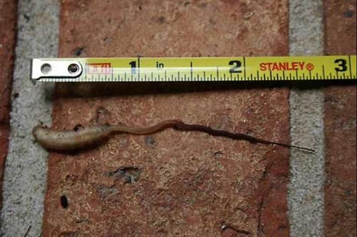 Figure 5. Larva of the rat-tailed maggot, Eristalis tenax (Linnaeus), about two and a half inches in length.