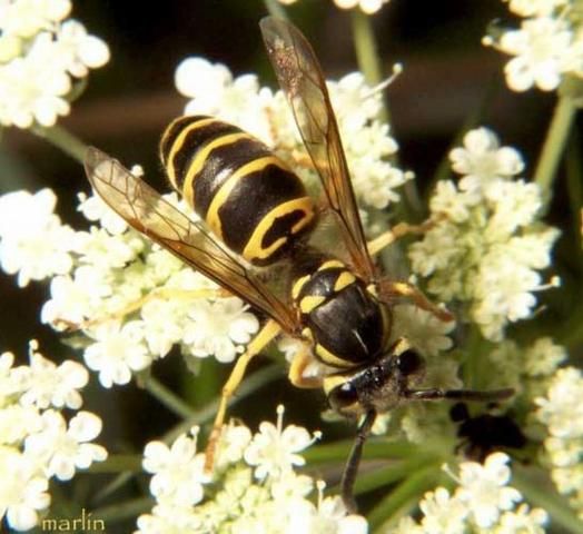 Figure 2. Adult female eastern yellowjacket, Vespula maculifrons (Buysson).