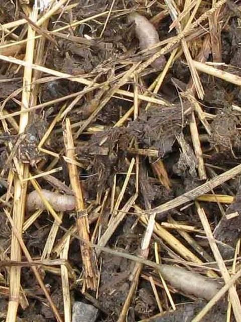 Figure 7. Larvae of the rat-tailed maggot, Eristalis tenax (Linnaeus), in manure.