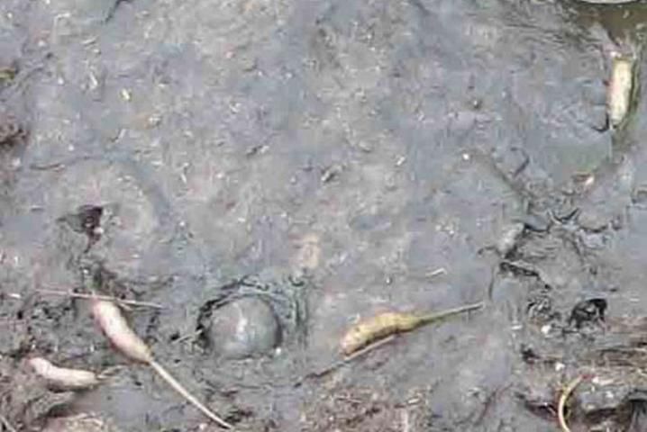 Figure 14. Rat-tailed maggots of the drone fly, Eristalis tenax (Linnaeus), infesting a dairy farm lagoon in upstate New York.