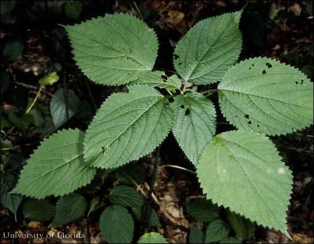 Figure 9. Canadian wood nettle, Laportea canadensis [L.]Wedd., a host of the red admiral, Vanessa atalanta rubria (Fruhstorfer).