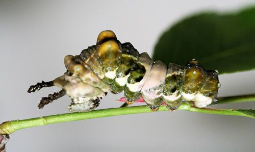 Figure 4. Full-grown larva of the red-spotted purple, Limenitis arthemis astyanax (Fabricius).