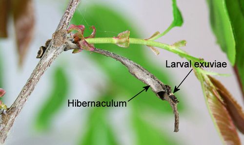 Figure 8. Hibernaculum of the red-spotted purple, Limenitis arthemis astyanax (Fabricius).
