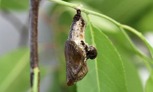 Figure 6. Pupa of the red-spotted purple, Limenitis arthemis astyanax (Fabricius).
