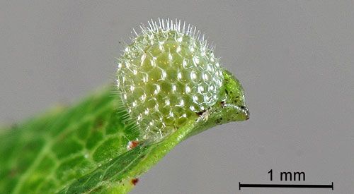 Figure 3. Egg of the red-spotted purple, Limenitis arthemis astyanax.