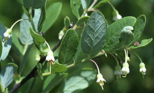 Figure 10. Deerberry, Vaccineum stamineum L., a host of the red-spotted purple, Limenitis arthemis.