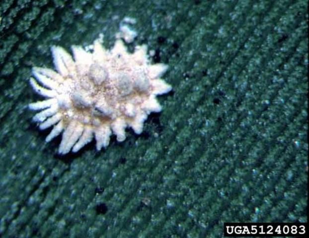 Figure 2. Adult female coconut mealybug, Nipaecoccus nipae (Maskell), feeding on bird-of-paradise. Notice the five to eight dorsal, waxy filaments similar to the ones present on the side or lateral areas of the body.
