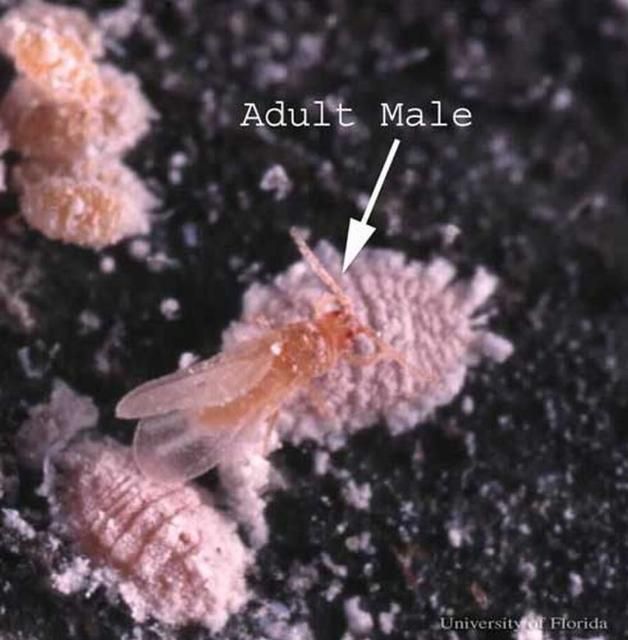 Figure 4. Adult female (center) and male (arrow) of the coconut mealybug, Nipaecoccus nipae (Maskell). Immature coconut mealybugs appear in the upper left.