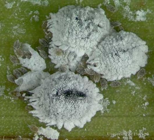 Figure 1. Adults and immatures of the coconut mealybug, Nipaecoccus nipae (Maskell).