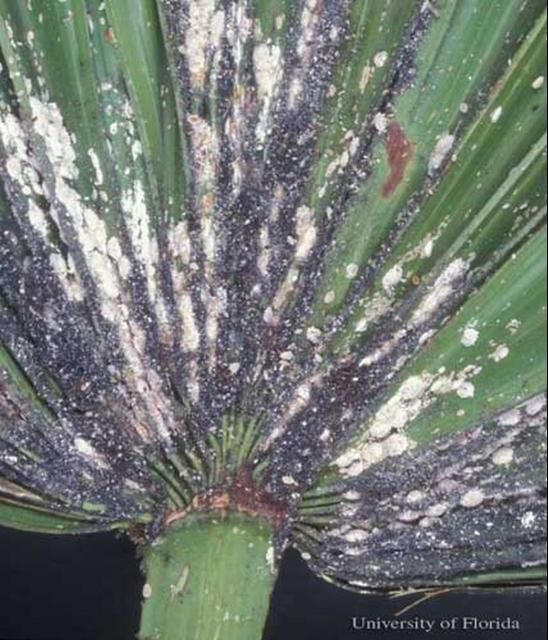 Figure 6. An infestation of the coconut mealybug, Nipaecoccus nipae (Maskell), on a palm species. Black sooty mold growth is common with high populations.
