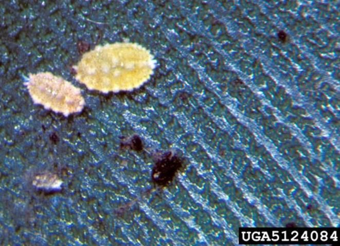 Figure 3. Nymphs of the coconut mealybug, Nipaecoccus nipae (Maskell), feeding on bird-of-paradise. Notice the thick yellowish-orange wax.