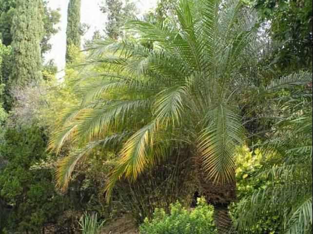 Figure 7. Frond yellowing caused by an infestation of the coconut mealybug, Nipaecoccus nipae (Maskell), on pygmy date palm.
