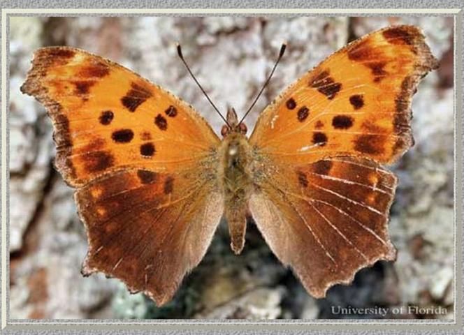 Figure 1. A dorsal view of summer form of an adult eastern comma, Polygonia comma (Harris). (Perry County, IN)