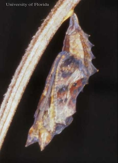Figure 6. Pupa of the eastern comma, Polygonia comma (Harris), just prior to emergence of adult. (Perry County, Indiana).