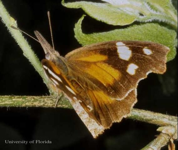Figure 1. Dorsal view of the wings of an adult American snout, Libytheana carinenta (Cramer). (Hendricks County, Indiana; June 22, 2001).