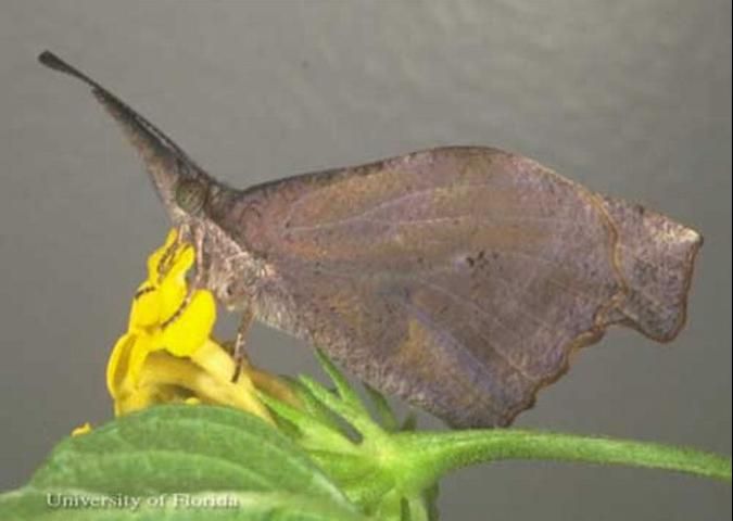 Figure 2. Ventral view of the wings of an adult American snout, Libytheana carinenta (Cramer).