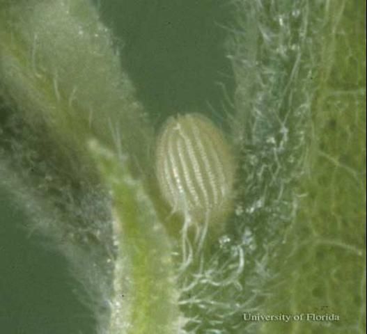 Figure 3. An egg of the American snout, Libytheana carinenta (Cramer), on sugarberry.