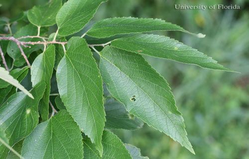 Figure 6. Hackberry, Celtis occidentalis L. (Celtidaceae), is a larval host for the American snout, Libytheana carinenta (Cramer).