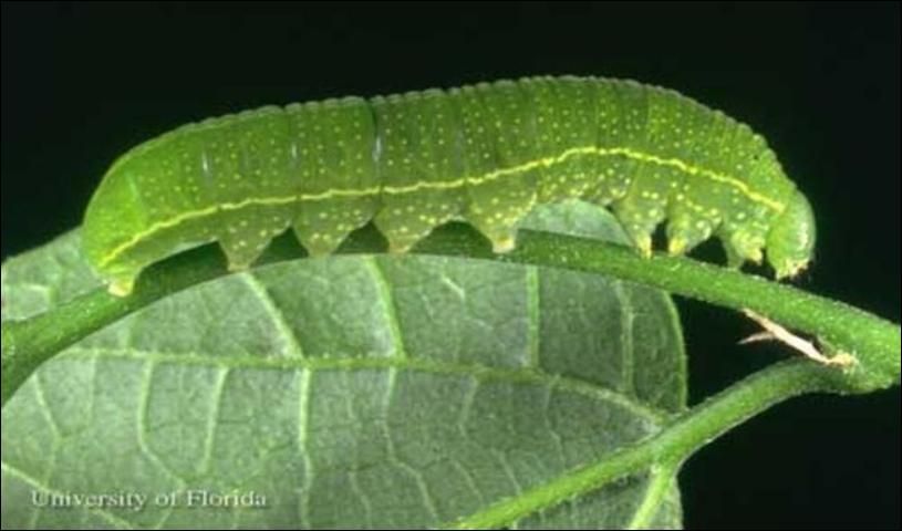 Figure 4. A larva of the American snout, Libytheana carinenta (Cramer).