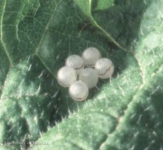 Figure 3. Eggs of the hackberry emperor, Asterocampa celtis (Boisduval & Leconte).