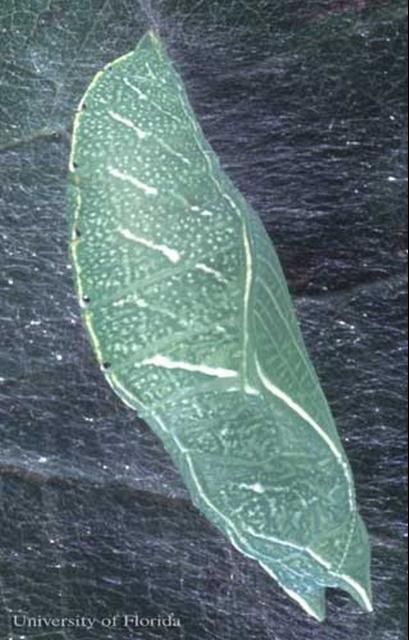 Figure 5. Pupa of the hackberry emperor, Asterocampa celtis (Boisduval & Leconte).