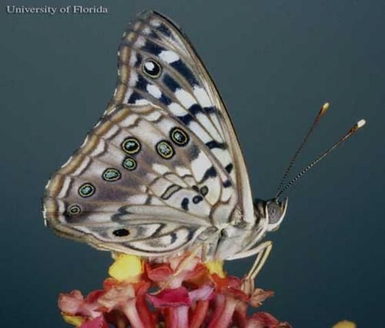 Figure 2. Ventral wing view of an adult hackberry emperor, Asterocampa celtis (Boisduval & Leconte).