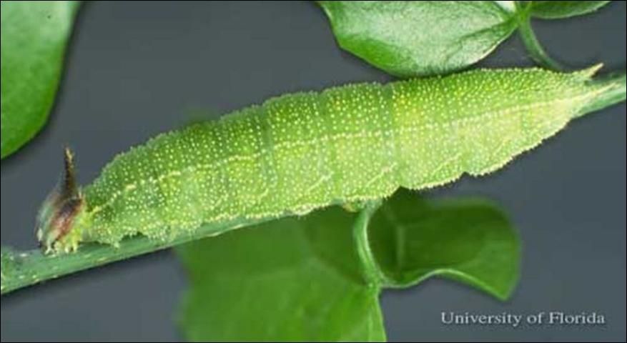 Figure 4. Larva of the hackberry emperor, Asterocampa celtis (Boisduval & Leconte).