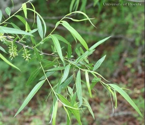 Figure 6. Carolina willow, Salix caroliniana Michx., a host of the mourning cloak butterfly, Nymphalis antiopa (Linnaeus).