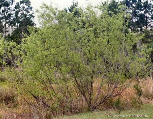 Figure 5. Carolina willow, Salix caroliniana Michx., a host of the mourning cloak butterfly, Nymphalis antiopa (Linnaeus).