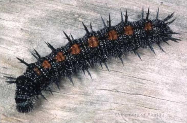 Figure 3. Larva of a mourning cloak, Nymphalis antiopa (Linnaeus), collected in Montgomery County, Virginia.