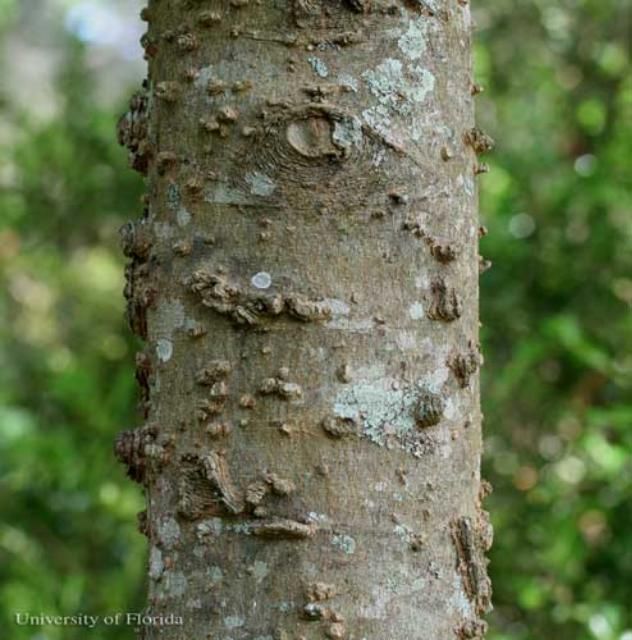 Figure 8. Warty trunk of the sugarberry, Celtis laevigata Willd., a host of the mourning  cloak butterfly, Nymphalis antiopa (Linnaeus) in Florida.