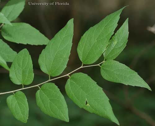 Figure 7. Sugarberry, Celtis laevigata Willd., a host of the mourning cloak butterfly,  Nymphalis antiopa (Linnaeus) in Florida.