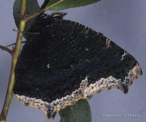 Figure 2. Ventral view of wings of an adult mourning cloak, Nymphalis antiopa (Linnaeus), reared from larva collected by Don Hall in Beltrami County, Minnesota.