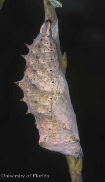 Figure 4. Pupa of a mourning cloak, Nymphalis antiopa (Linnaeus), reared from larva collected by Don Hall in Beltrami County, Minnesota.