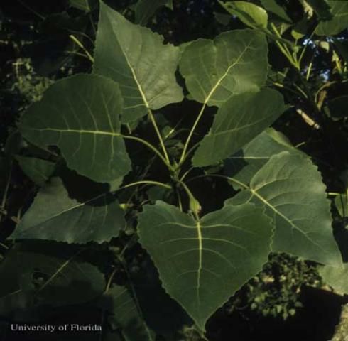 Figure 10. Eastern cottonwood, Populus deltoides W.Bartram ex Marshall, an occasional host of the mourning cloak butterfly, Nymphalis antiopa (Linnaeus).