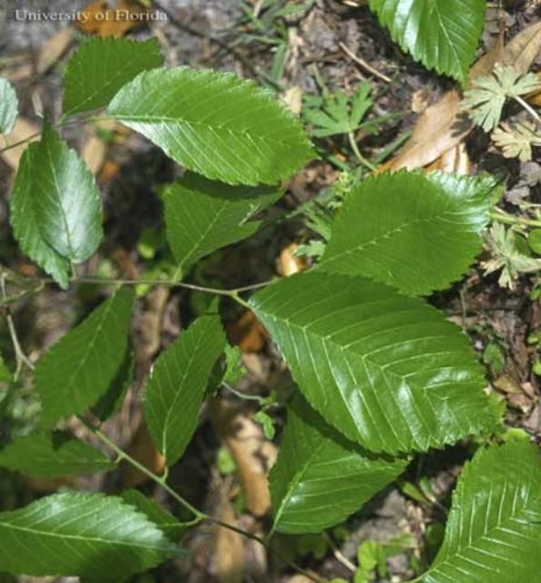 Figure 9. American elm, Ulmus americana L., a host of the mourning cloak butterfly,  Nymphalis antiopa (Linnaeus).