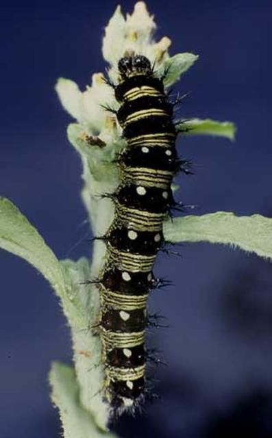 Figure 4. Larva of the American lady, Vanessa virginiensis (Drury). In some larvae, the median black band is much wider so that the larvae appear to be black with narrow yellow lines.