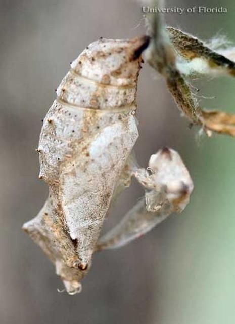 Figure 10. Old pupal skin of a recently emerged adult American lady, Vanessa virginiensis (Drury).
