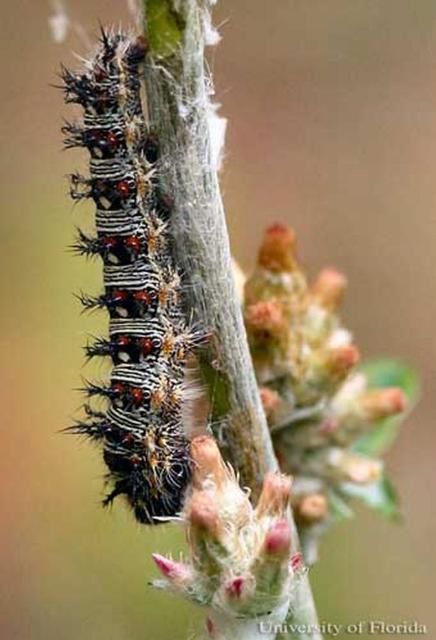 Figure 3. Larva of the American lady, Vanessa virginiensis (Drury). Some larvae are primarily yellow with thin black transverse lines on the anterior and posterior margins of the segments and a narrow transverse black band in the middle of each segment.