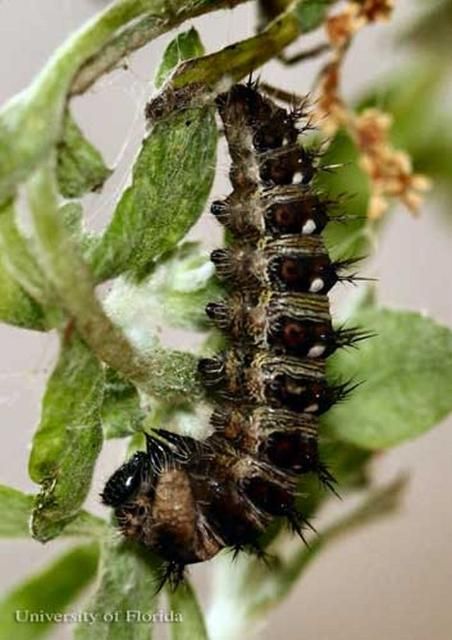 Figure 5. American lady, Vanessa virginiensis (Drury), larva attached to silk pad in typical pre-pupation 